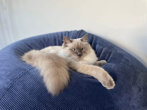 A gallery of rag doll kittens and cats looking around and being cute