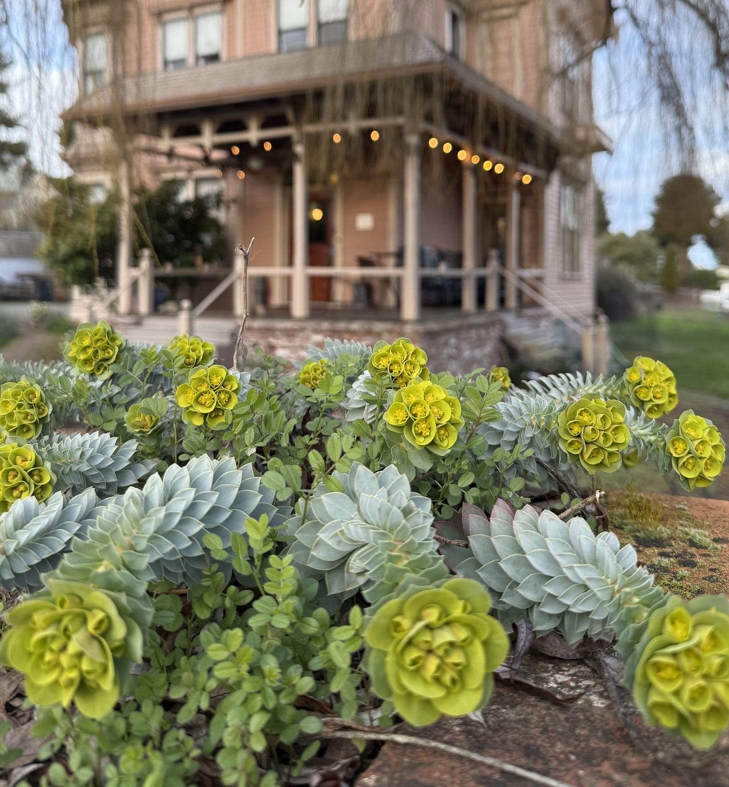 Succulents growing along the brick column caps in late winter.