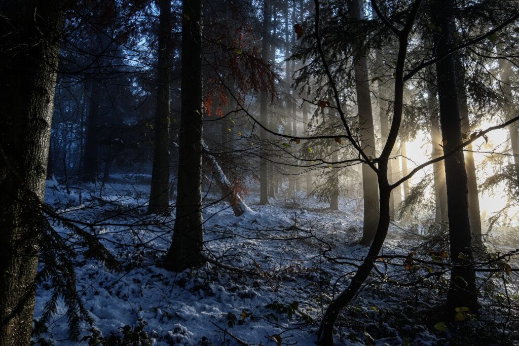 Nutrition for a Dark Night - dark, snowy woods, sun rising through the trees
