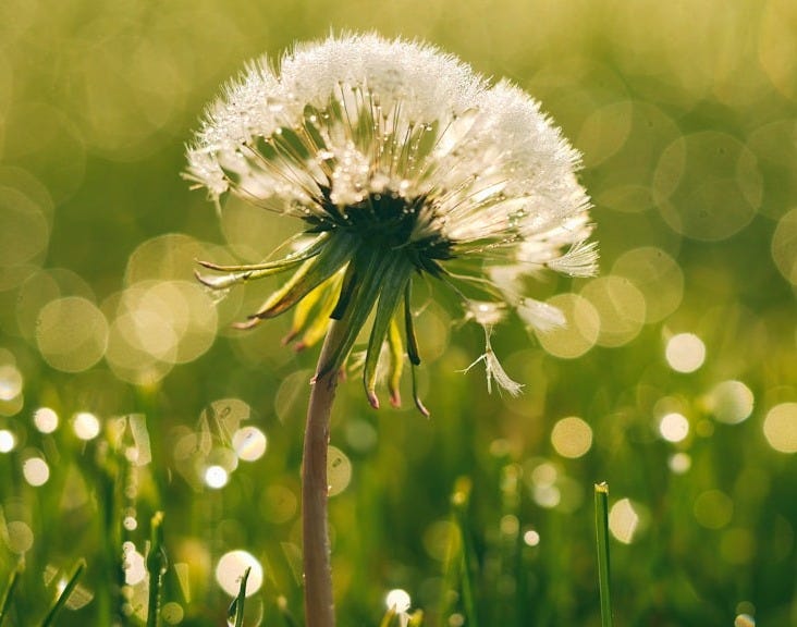 white dandelion closeup photography