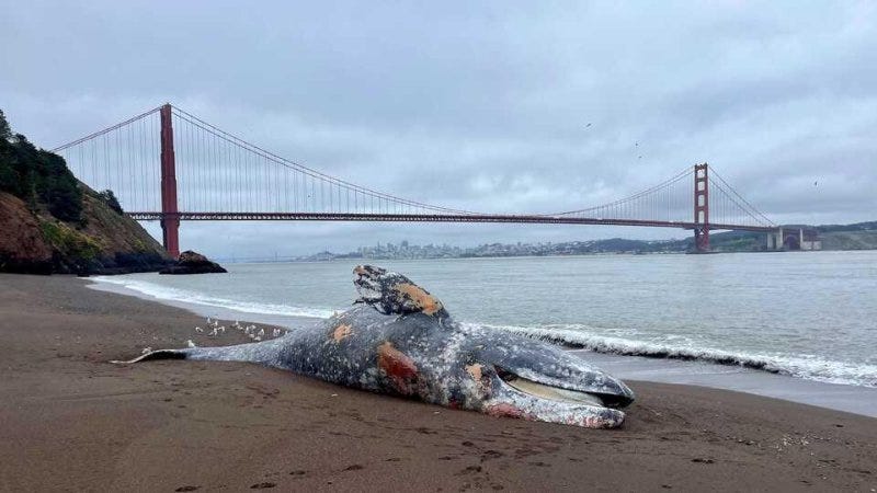 Six gray whales were found dead in the wider San Francisco Bay Area in the last seven days. Photo by Marjorie Cox/The Marine Mammal Center/Release