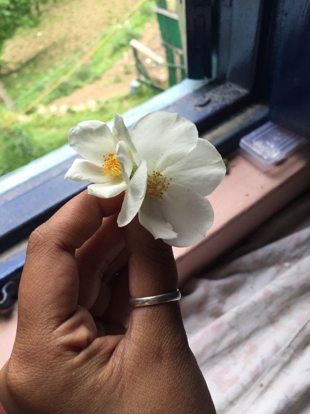 Close up wild flowers in the hand with an open window and grass in the background Close up wild flowers in the hand with an open window and grass in the background