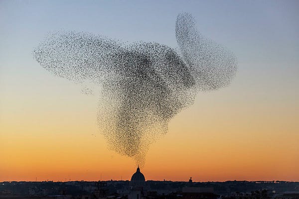 Death & Birds | Chloe Hope | Substack