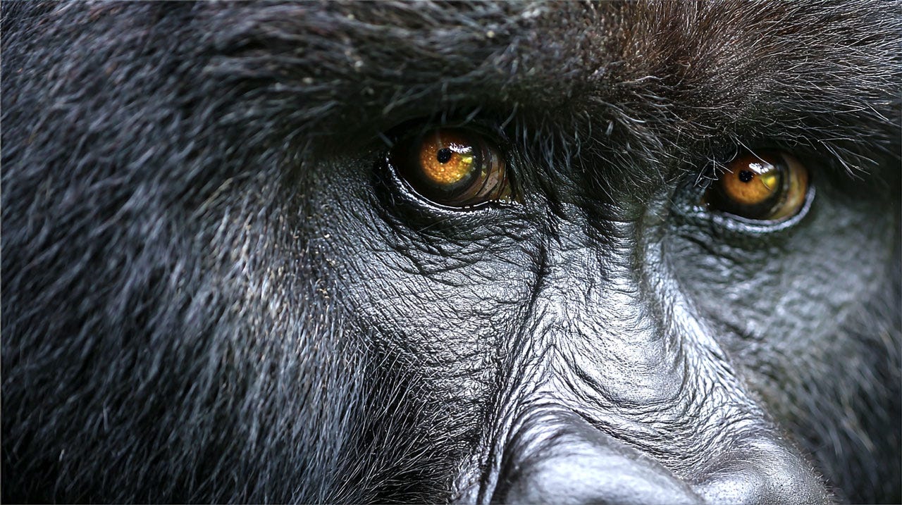 How Young Gorillas Just Rewrote the Rules of International Relations