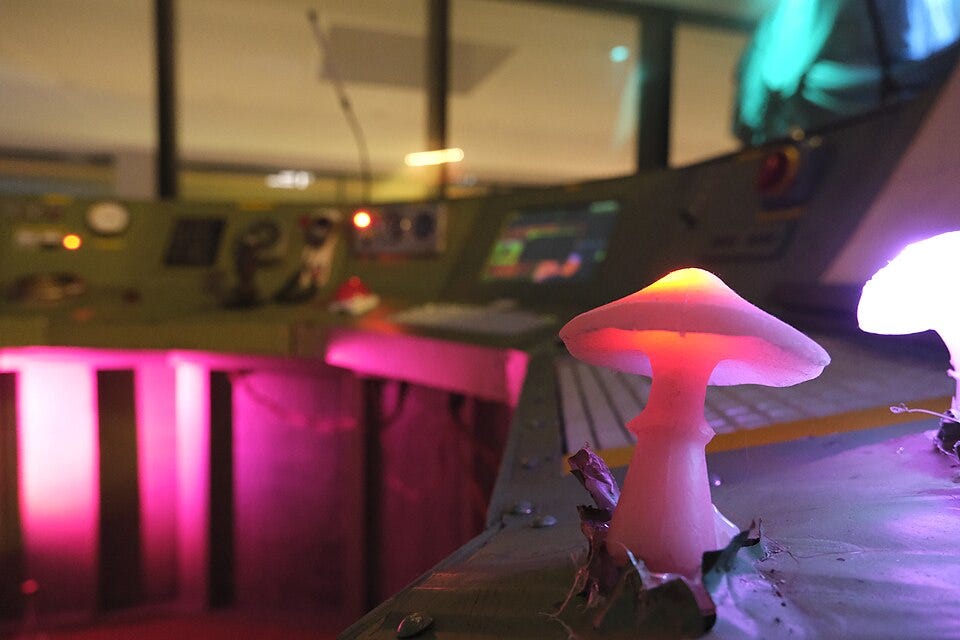 File:Mushroom growing out of a time machine at 38c3.jpg