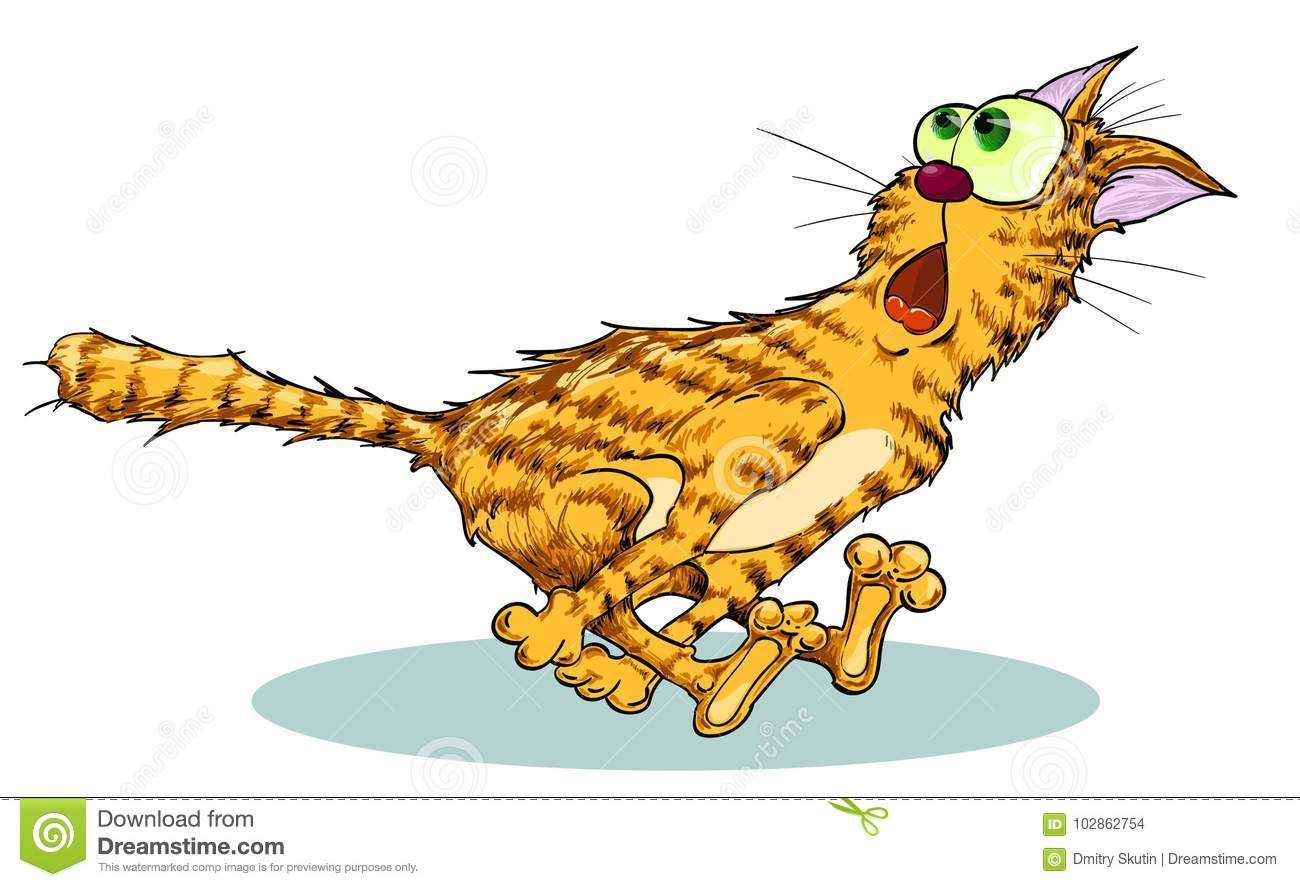 Cat red in fear running fast