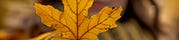 Seasonal Circles Group Coaching Membership