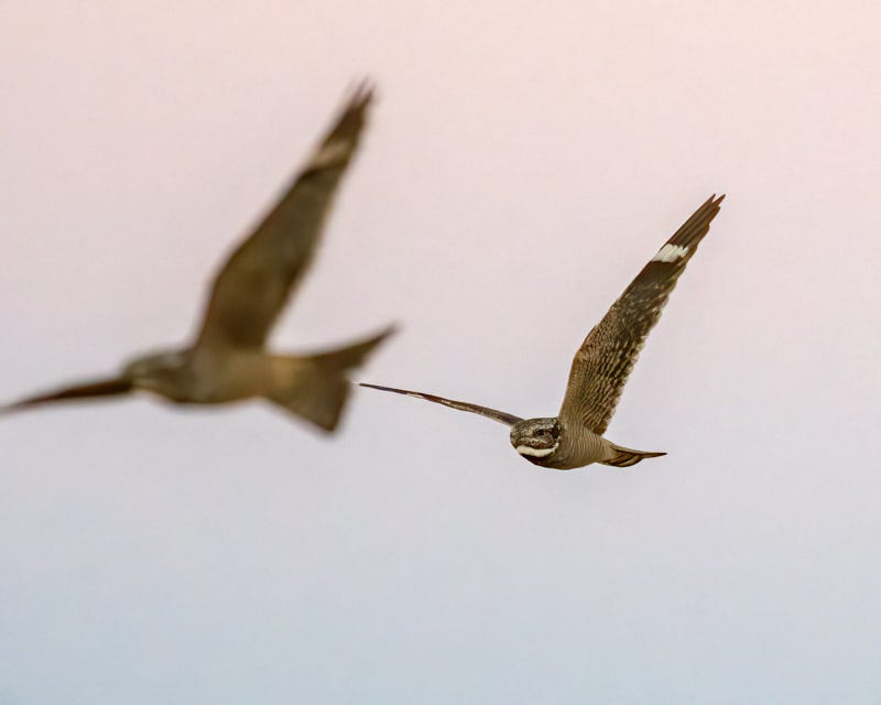 20200525_Marana-147-Edit.jpg 20200525_Marana-147-Edit.jpg