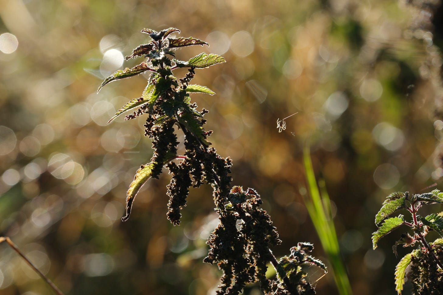 A spider weaves its web oblivious to the imperfect beauty of the nettle backlit by the morning sun