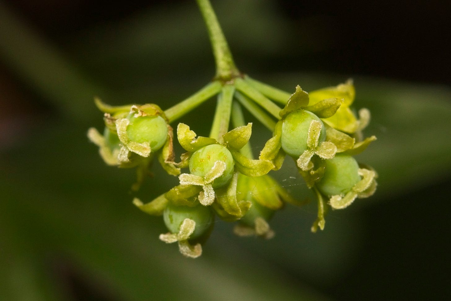 An upside down umbel of bright green flowers with big round ovaries - the flowers seem to be in a stage between regular bloom and fully ripe fruit. The peduncle, pedicels, and all other floral parts are all the same shade of bright light green.