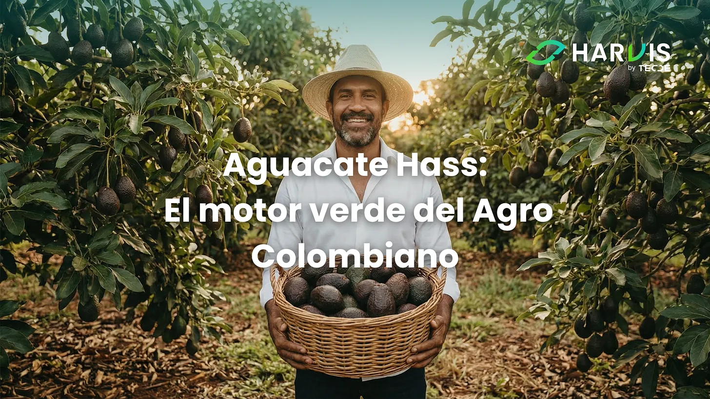 Aguacate Hass: El motor verde del Agro Colombiano