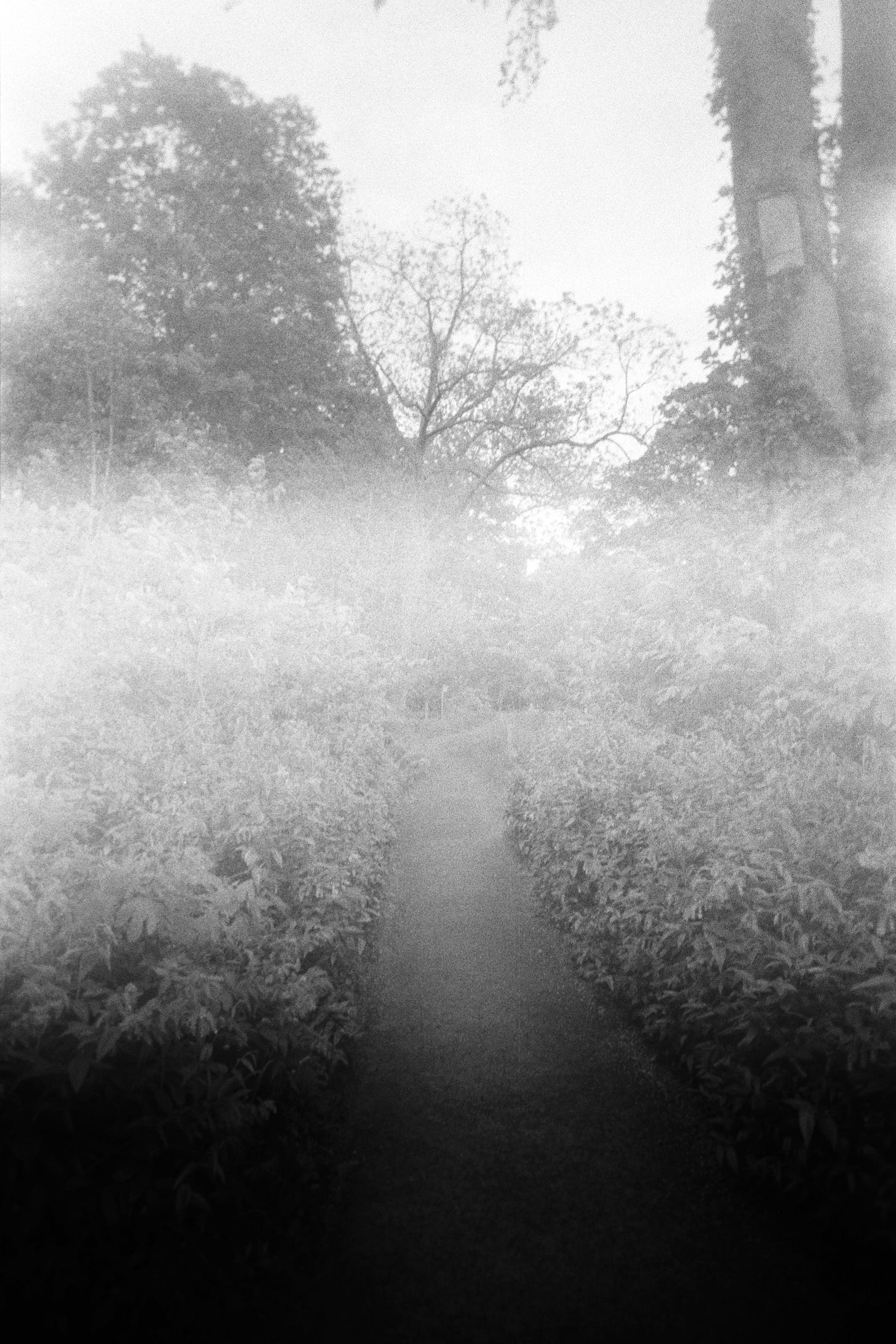 A black and white photograph of a path framed by foliage—the photograph features light leaks that distort or highlight parts of the image in an unusual way