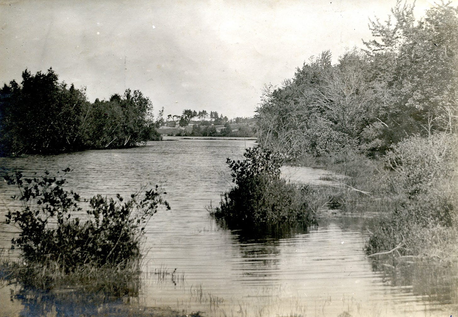 water and shrubs