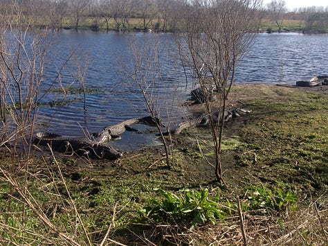 Three pictures arranged in gallery form across the page. #1 Green water lilies and plants in the foreground and higher dried out 3 ft. tall brown bushes in background. In between are a dozen alligators sprawled along the shore of a sliver of tannins colored water. #2 A dozen alligators sunning themselves on a strip of dried brown vegetation flanked on either side by thick green water plants. #3 Four alligators, some in the large blue sink water and some barely on shore. Some scrawny leafless trees are partially blocking view of alligators on shore.