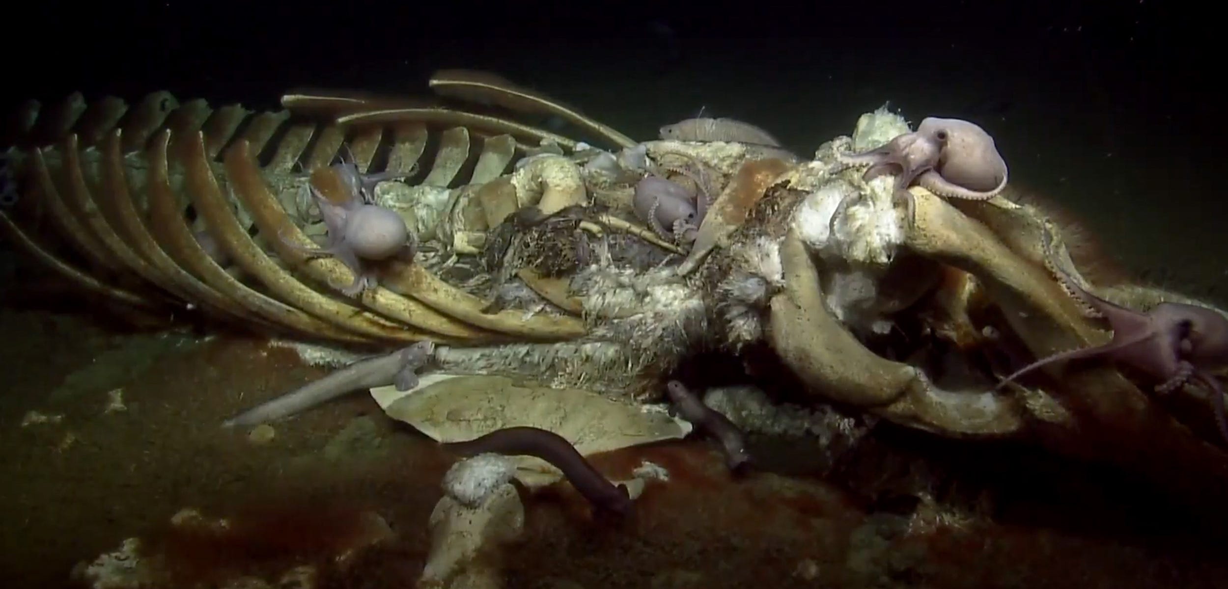 California Has a Huge Whale Graveyard off the coast. And That’s Not a Terrible Thing.
