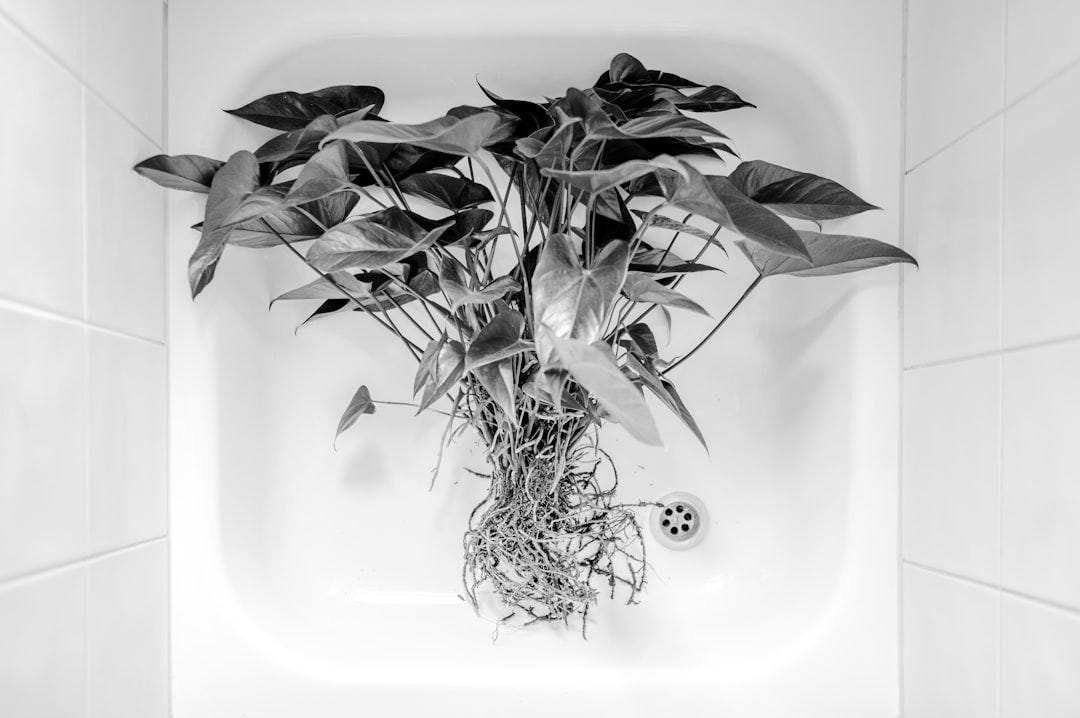 a potted plant in a bathroom sink a potted plant in a bathroom sink