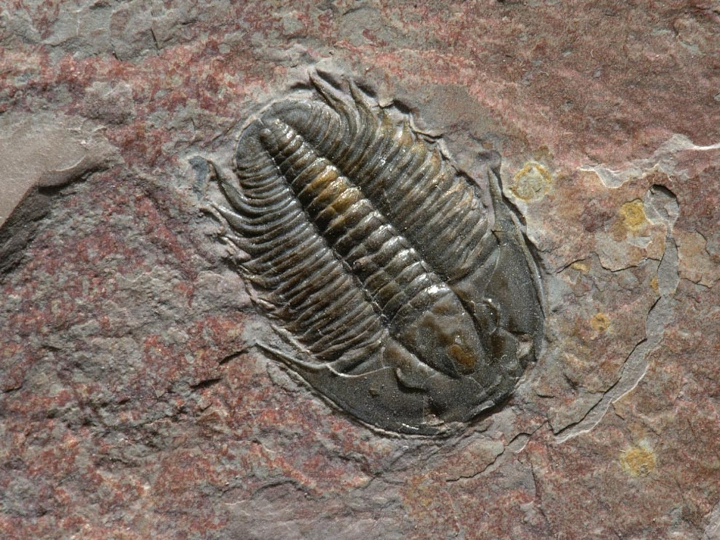 Cambrian Period | National Geographic Cambrian Period | National Geographic