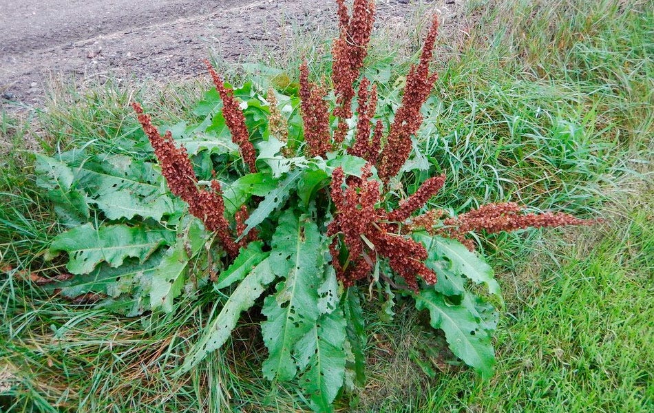 https://www.floracanaria.com/ima/Rumex_crispus.jpg https://www.floracanaria.com/ima/Rumex_crispus.jpg