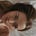 stephanie ・₊✧'s avatar