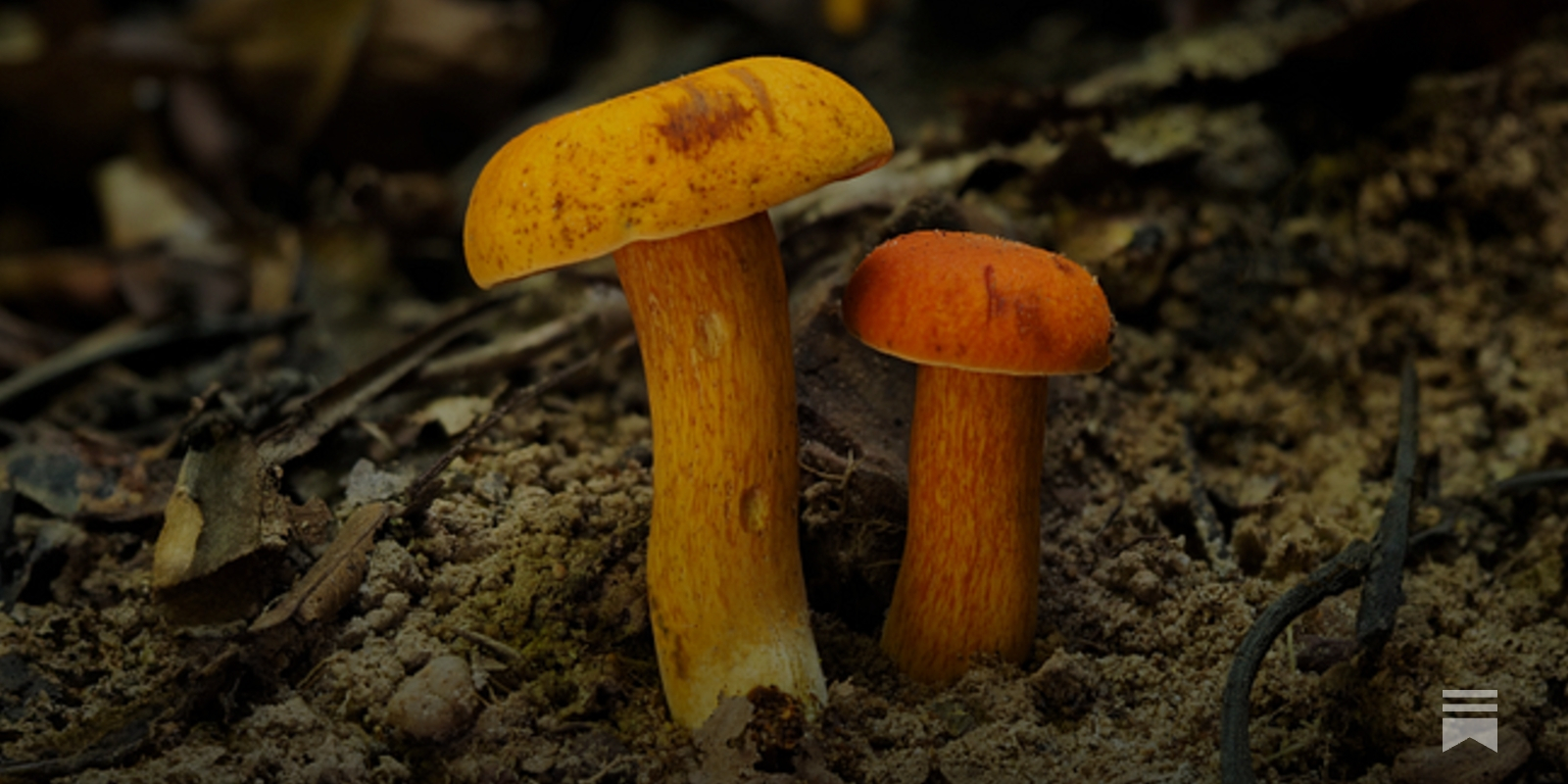 Dragon's Crest | Fungi Finds Through Krabi's Wilderness