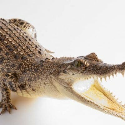 Stock Croc (patiently hunting 'Quality' stocks) 