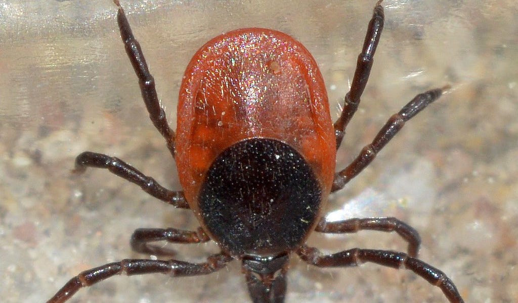 HHS Tackles Lyme Disease: A New Era of Federal Commitment to an &lsquo;Invisible Illness&rsquo;
