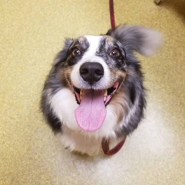 Stella, who belongs to loyal subscriber and former student Karisa, is pleased to have received her rabies shot. Stella, who belongs to loyal subscriber and former student Karisa, is pleased to have received her rabies shot.