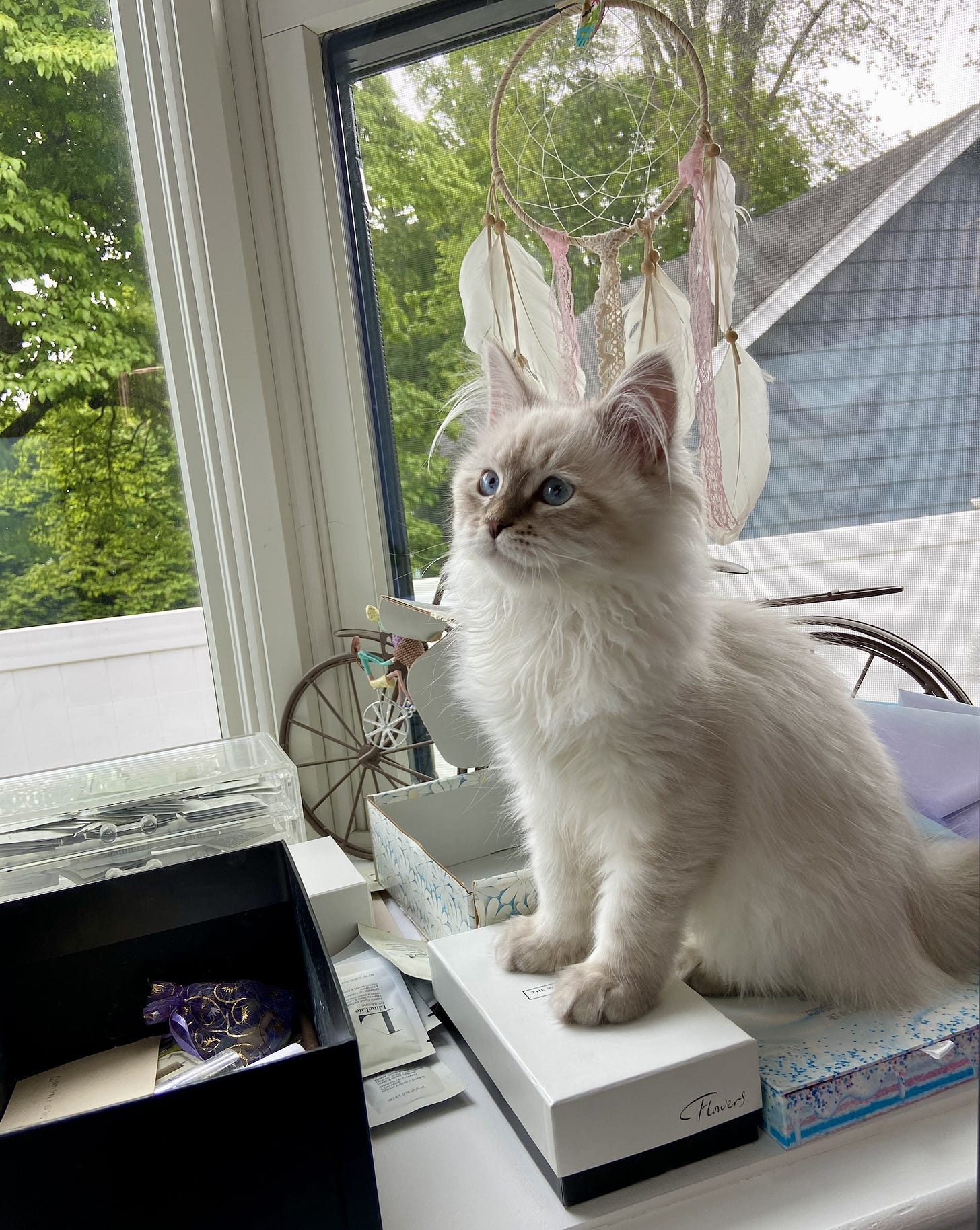 Lyla shows off her fluffy white and flowing fur, by sitting perched on a pile of items on an office desk by a window. She looks upward happily, her bright blue eyes shining. Her extremely long ear hairs flow gracefully, and her light brown paws rest on a box of stationary. Lyla shows off her fluffy white and flowing fur, by sitting perched on a pile of items on an office desk by a window. She looks upward happily, her bright blue eyes shining. Her extremely long ear hairs flow gracefully, and her light brown paws rest on a box of stationary.