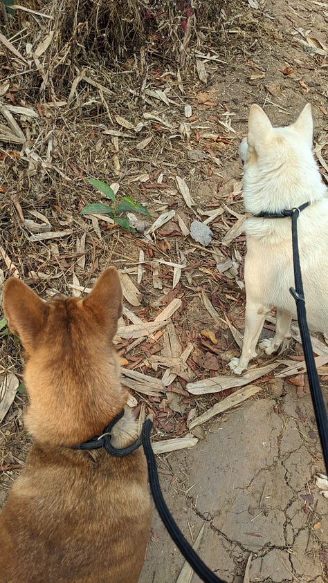 scenes of morning dog walks