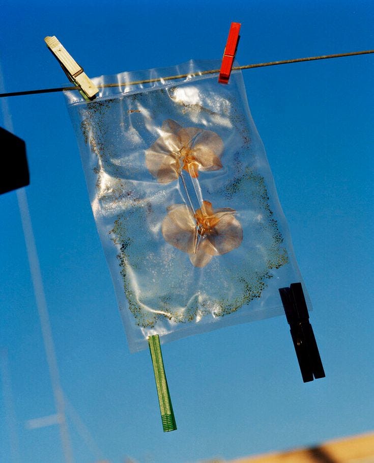 This may contain: a clear bag with flowers hanging from it's side on a clothes line against a blue sky