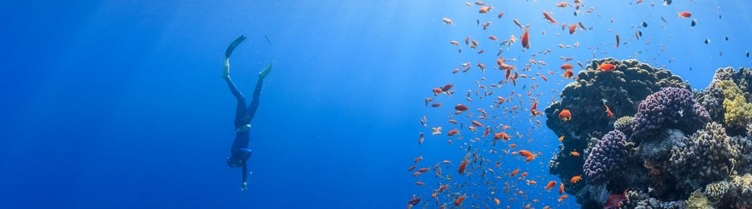 a person swimming over a coral reef with lots of fish a person swimming over a coral reef with lots of fish