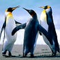 just a penguin's avatar