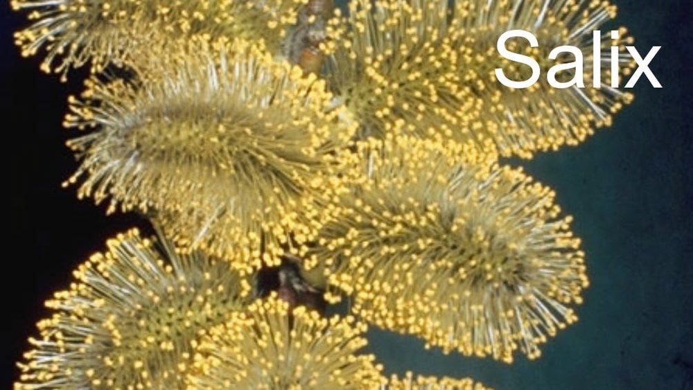 80-trees-shrubs 3.jpeg 80-trees-shrubs 3.jpeg