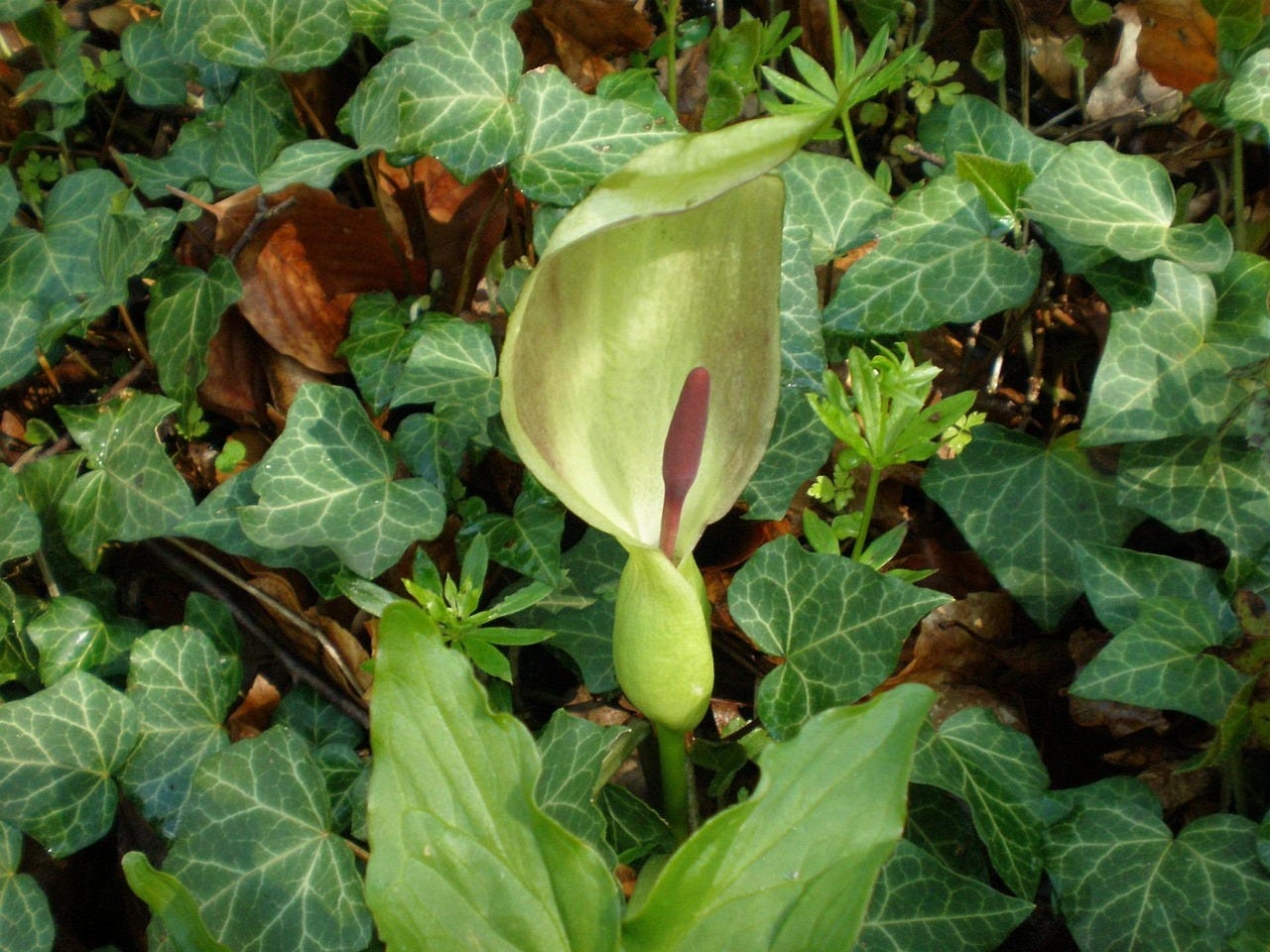 Arum maculatum Photo by erge