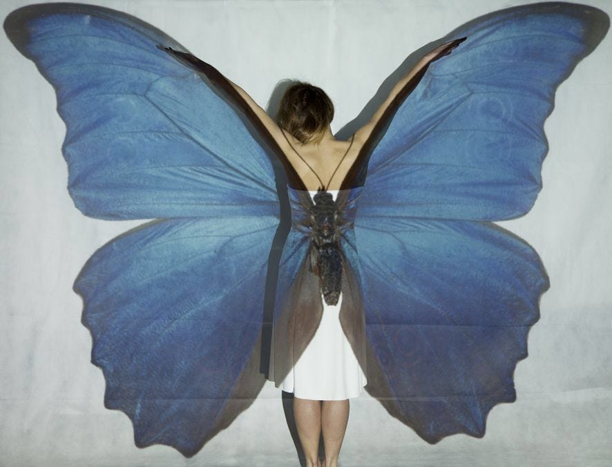 An image added by snotbox on Aug 25, 2024. May present: butterfly projector, menelaus blue morpho, projector.