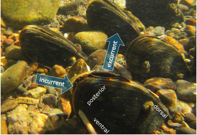 An underwater picture of a freshwater mussel exposing its apertures. These are labeled in the figure.