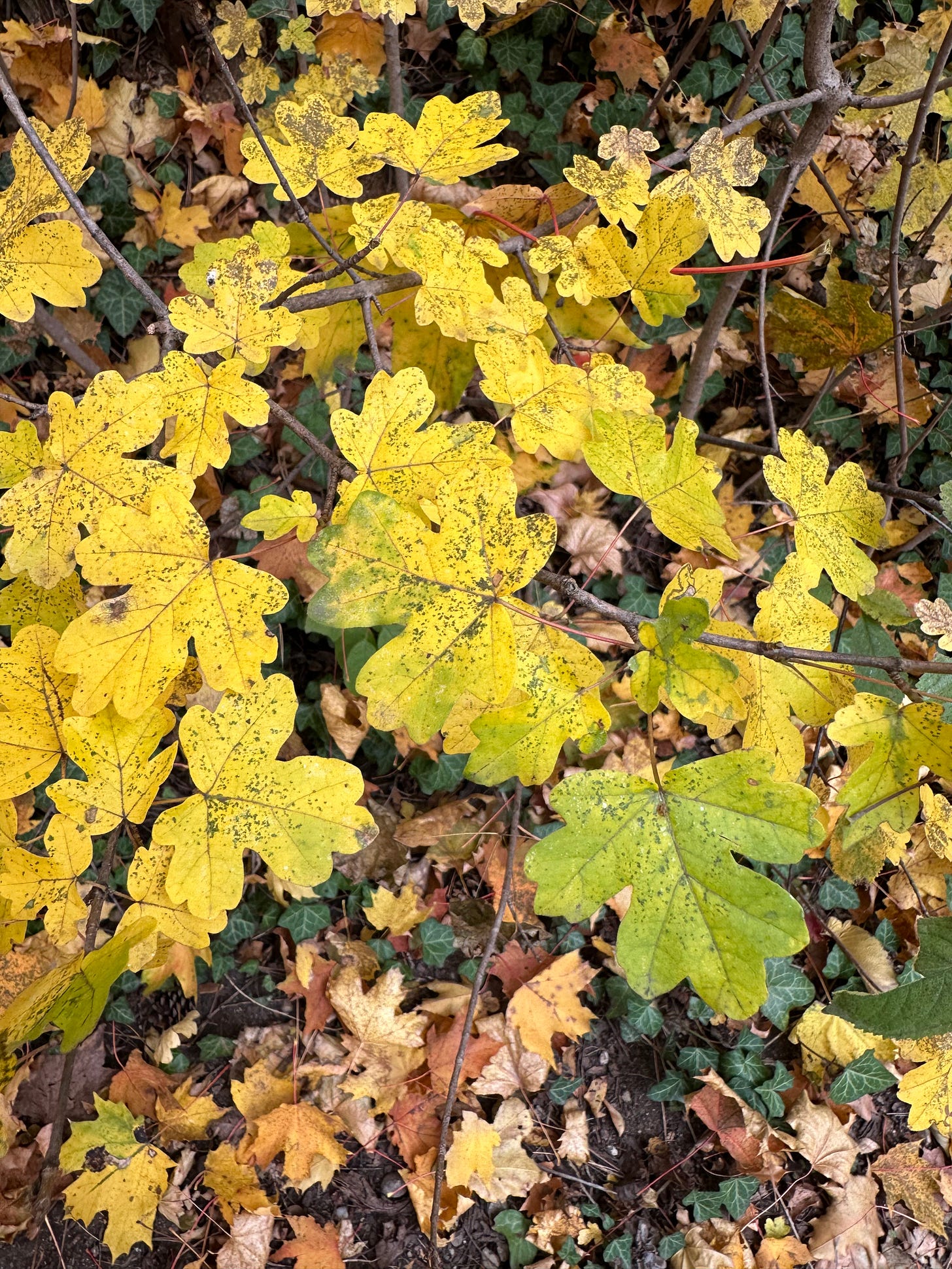 Autumn in the forest