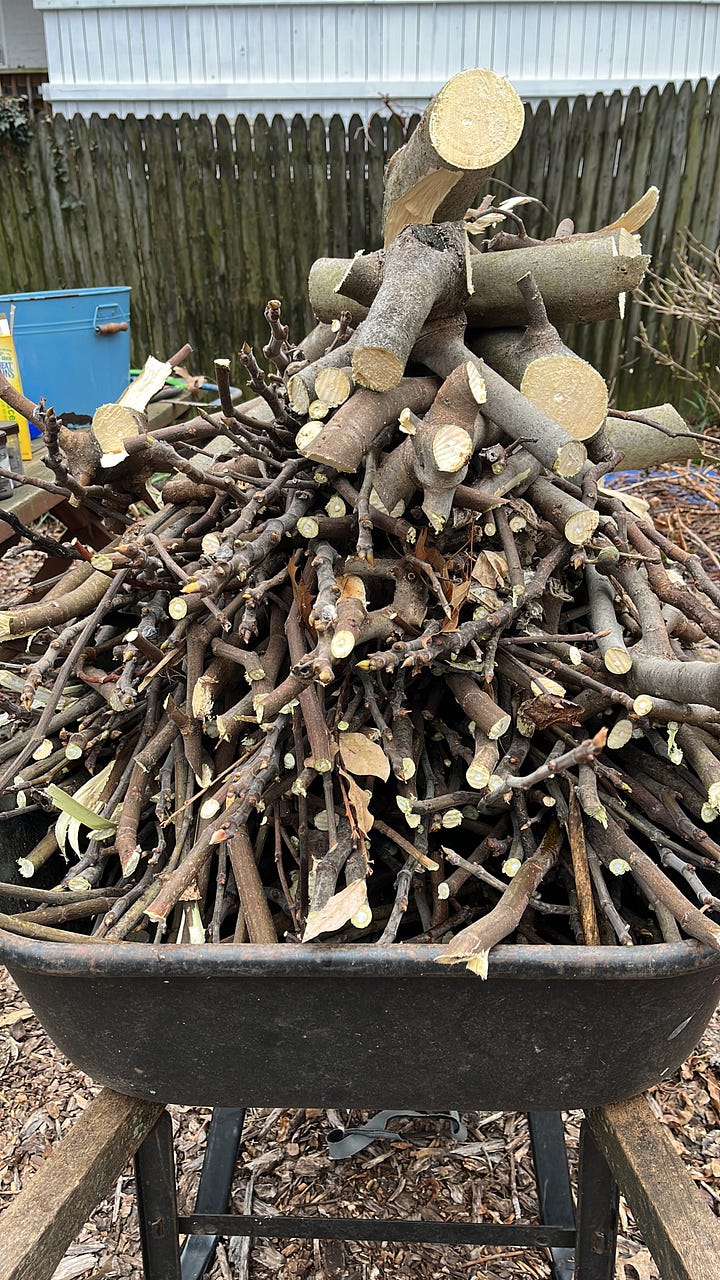 a gloved hand holds two dirt-speckled carrots. A wheelbarrow sits before a three-section compost bin. A person's shoe stands before a rectangle of black dirt. A wheelbarrow holds a pile of freshly-cut fig prunings.