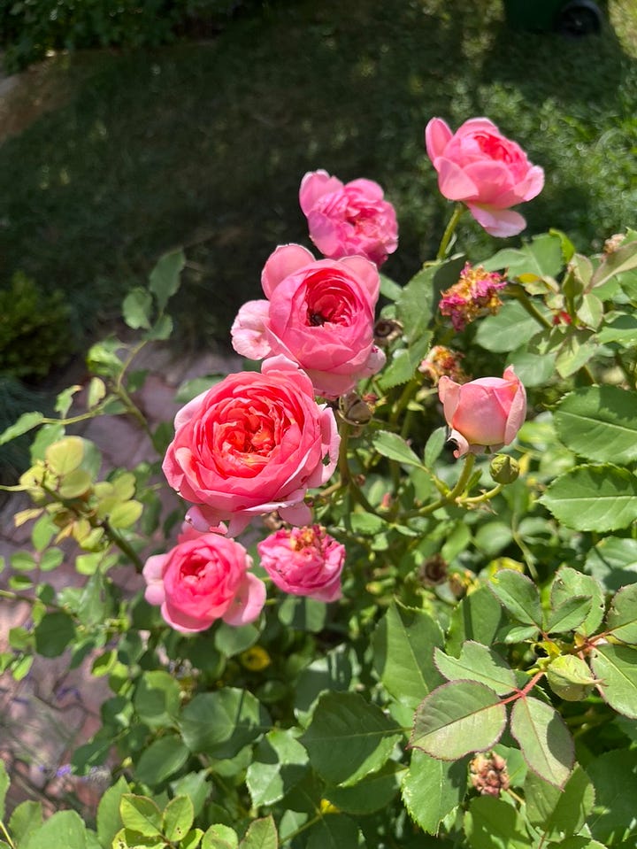Rosa Boscobel and Outta the Blue, Bobo hydrangea, freshly picked blackberries