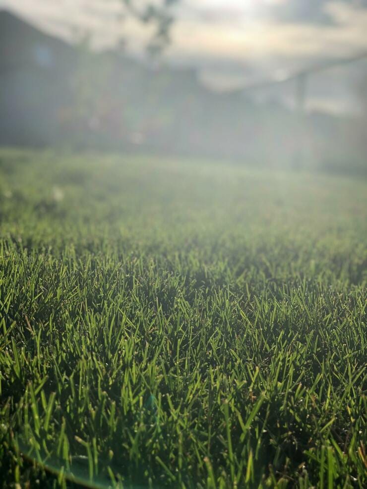 the green beard of a giant
