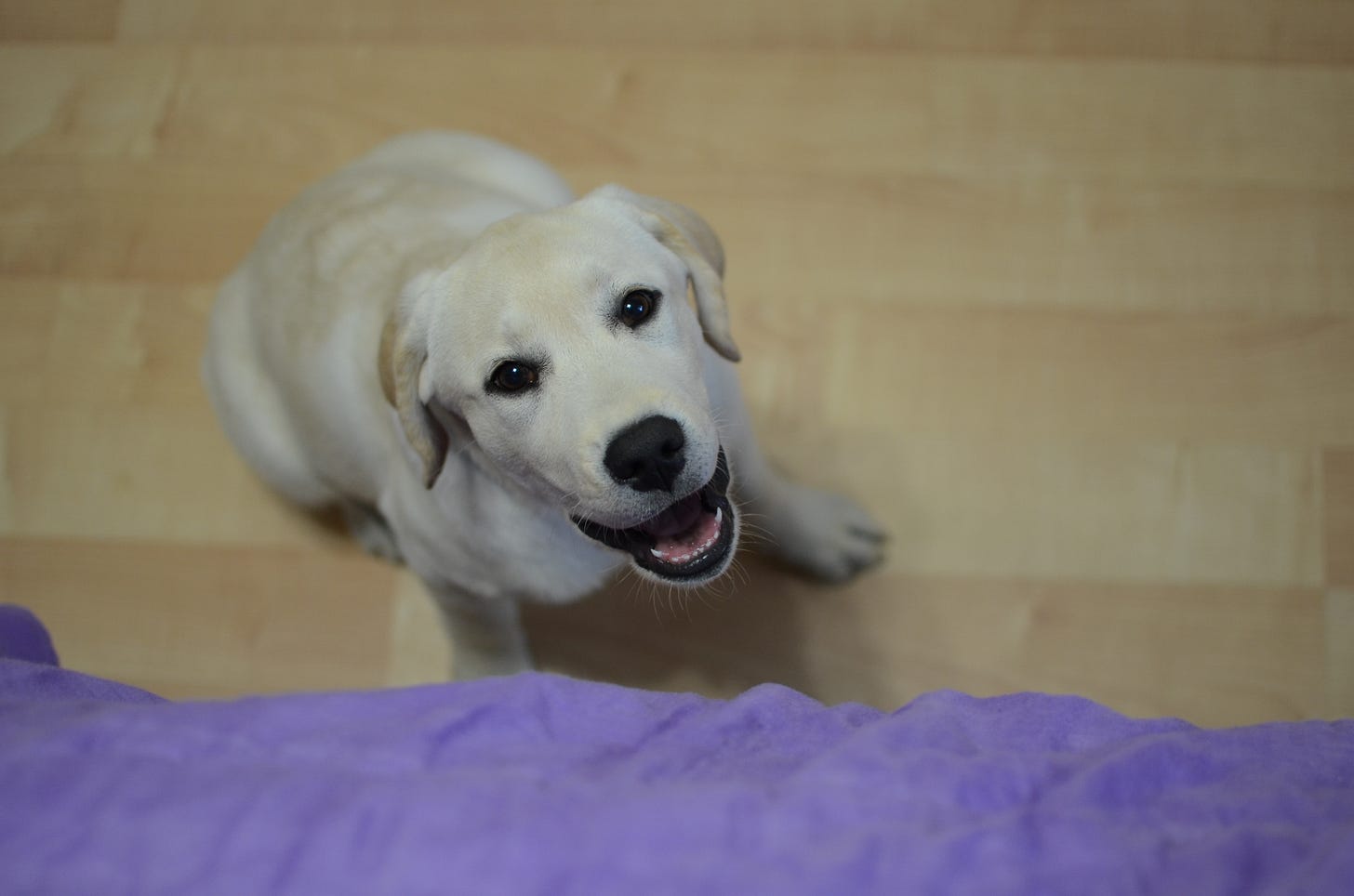 A yellow Labrador retriever sits on the hardwood floor smiling and looking up at a bed she wants to jump on.