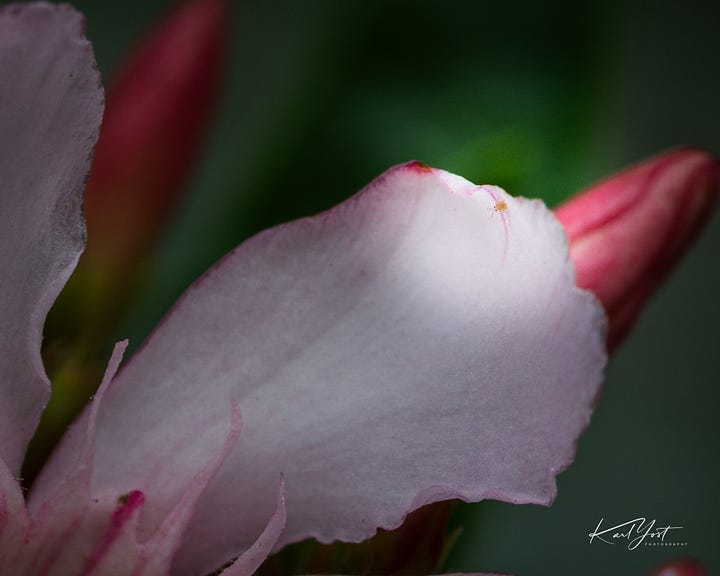 A small insect photobombs the photo of a flower.