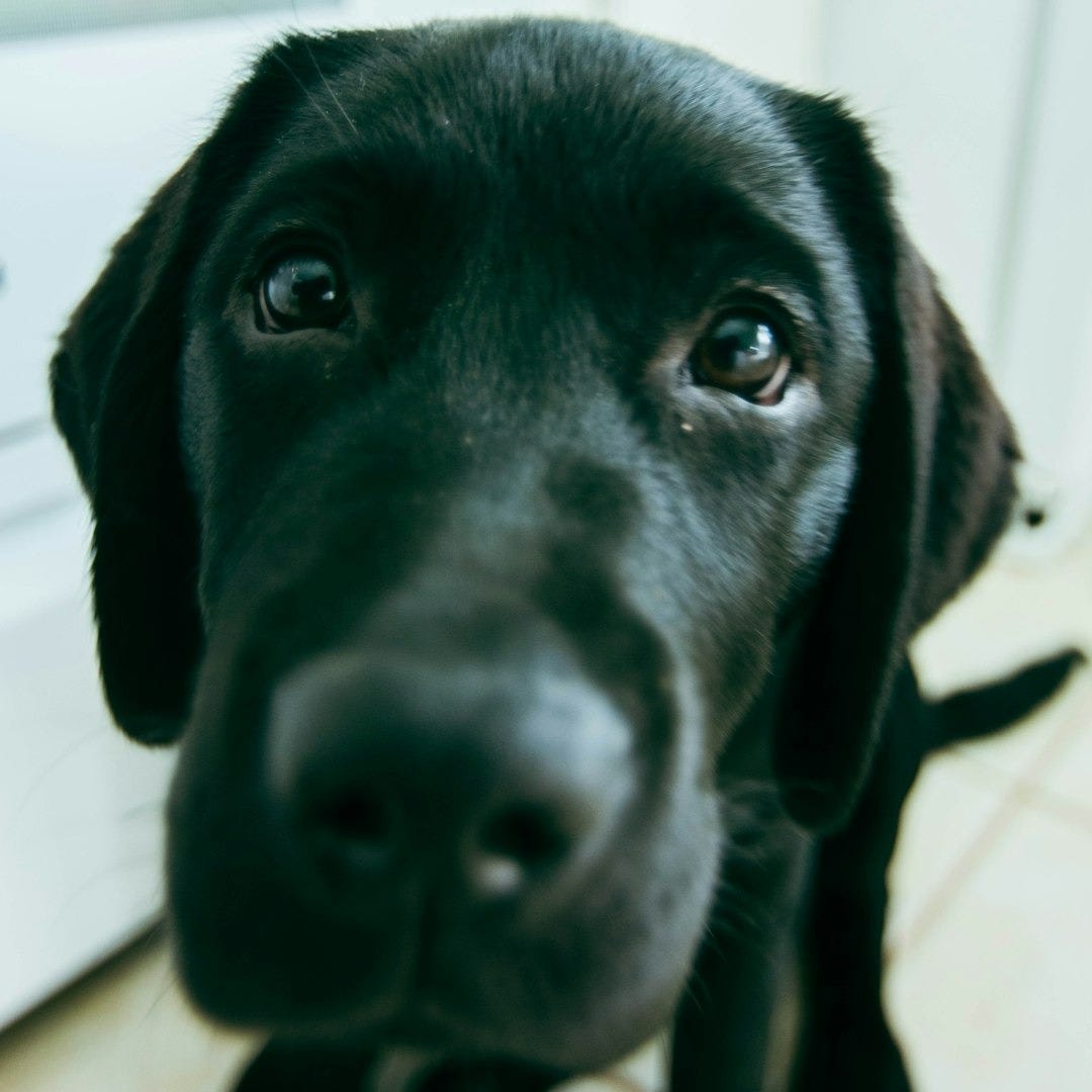 a black dog with brown eyes a black dog with brown eyes