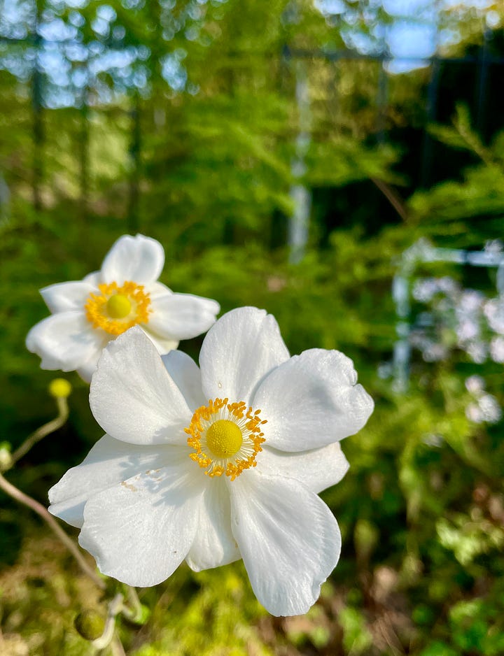 The Curb outside of the Birch Walk includes the Seven-Sons tree (Heptacodium) and Anemone 'Honorine Jobert.'