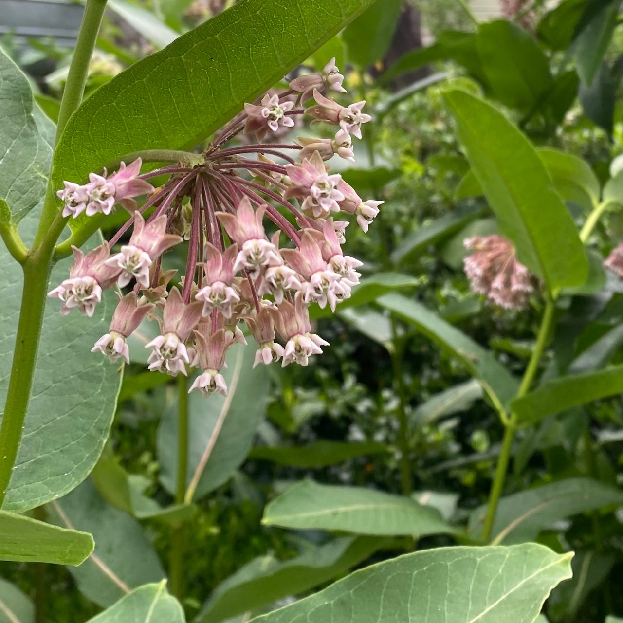 Deeper Roots Journal