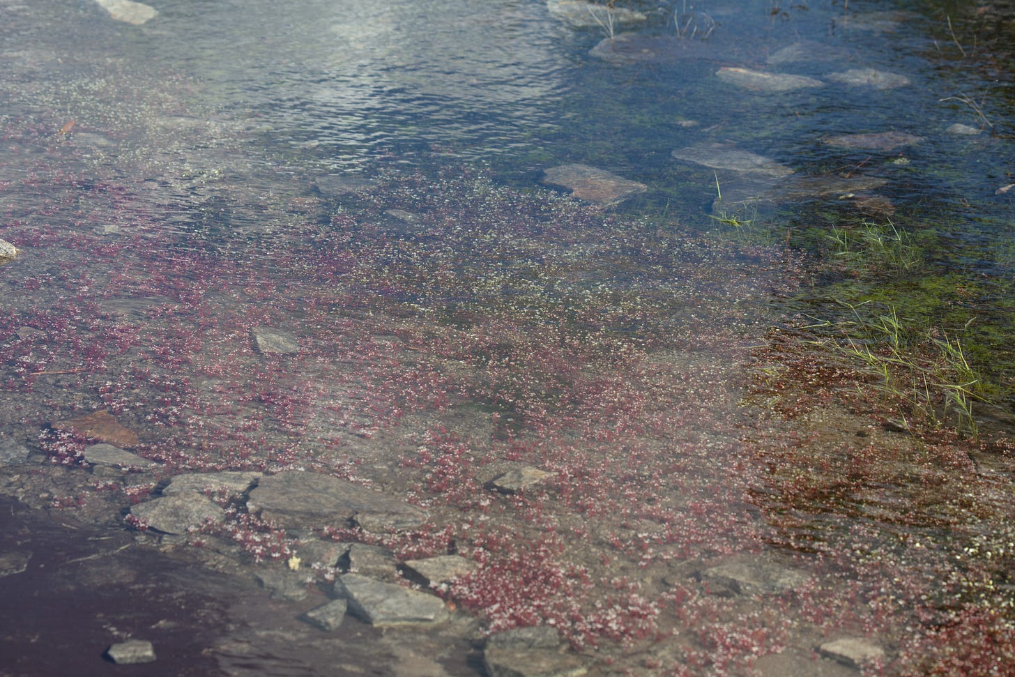 Overhead view of an ephemeral pool reflecting the blue sky and white clouds, with white-flowering red plants under the surface of the water