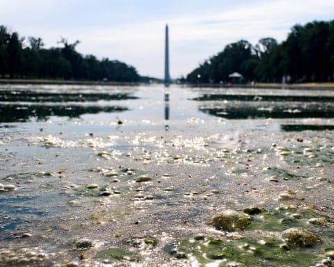 Algae blooms on the reflecting pool