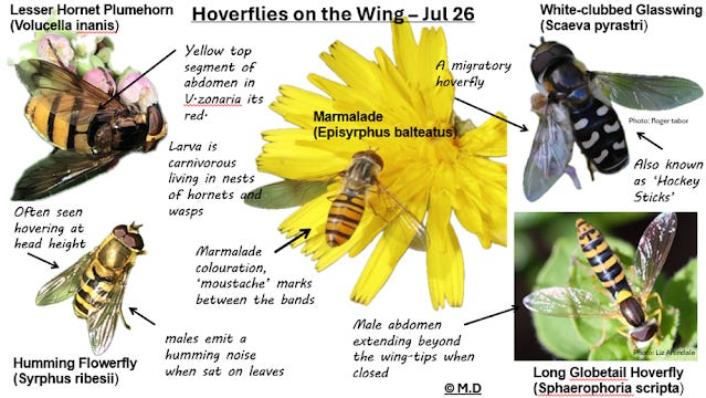 Hoverflies on the wing - Jul 26