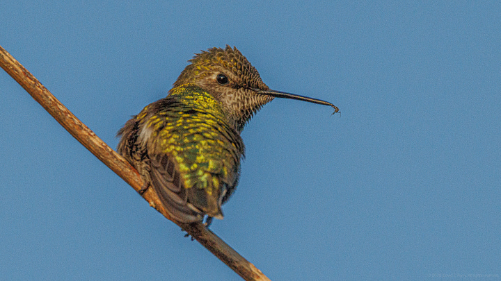Three Anna's Hummingbird mommas and their nests visited over the past few days.