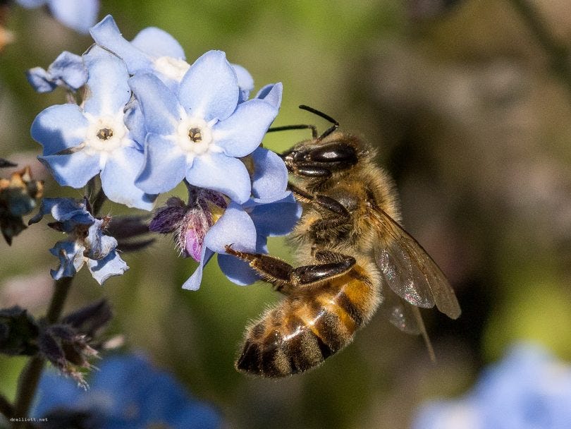 Image of honey bee on flower. Image of honey bee on flower.